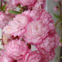 Prunus glandulosa 'Sinensis' fleur P6